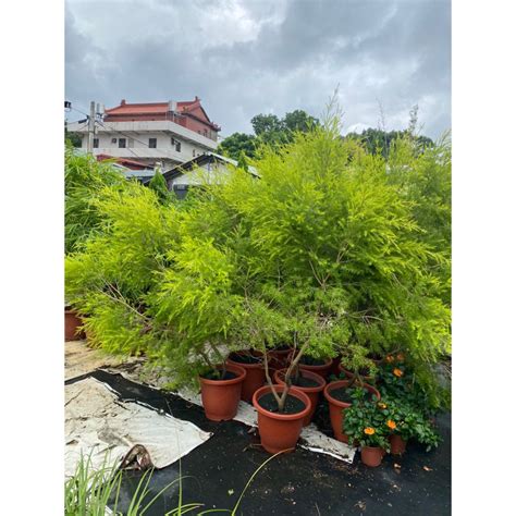 黃金串錢柳枯萎|觀葉植物迷交流站 